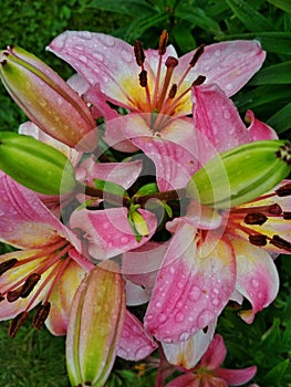 Pink day-lily