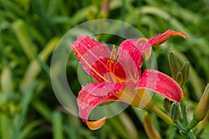 Pink daylilies flowers or Hemerocallis. Daylilies on green leaves background. Flower beds with flowers in garden.