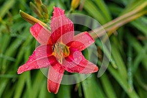 Pink daylilies flowers or Hemerocallis. Daylilies on green leaves background. Flower beds with flowers in garden.