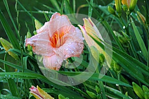 Pink Daylilly Flower After Rain