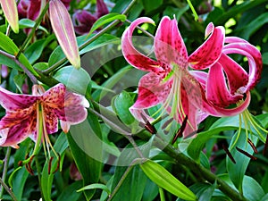 Pink Daylily