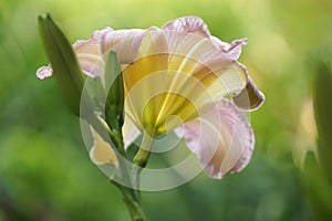 Pink daylily flower in close-up on a fuzzy background