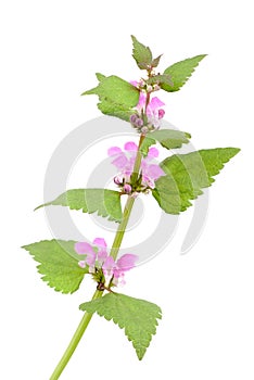 Pink dead-nettle (Lamium orvala),