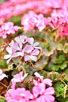 Pink December Flower close up