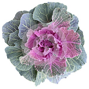 Pink decorative cabbage, ornamental kale