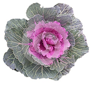 Pink decorative cabbage, ornamental kale, isolated on a white background