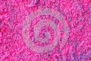 Pink decorative moss texture. Wall from moss background