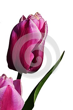 Pink decorative tulip flowers of Don Quijote hybrid, tall green leaves visible