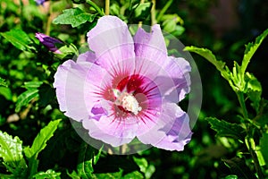 Pink delicate flower of Cornus kousa tree, commonly known as ousa, kousa, Chinese, Korean and Japanese dogwood, and green leaves