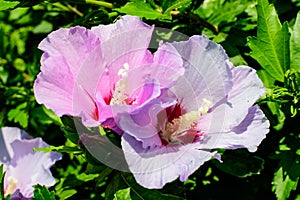 Pink delicate flowers of Cornus kousa tree, commonly known as ousa, kousa, Chinese, Korean and Japanese dogwood, and green leaves