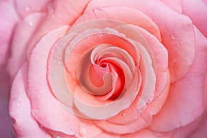 Pink delicate rose