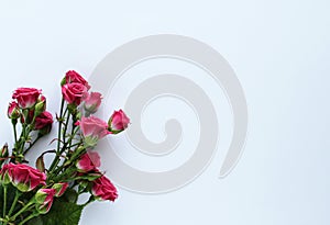 Pink delicate roses on white background