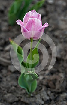pink and delicate tulip, bred varieties