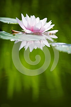 Pink delicate water lily