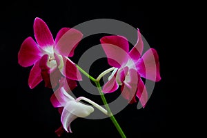 Pink laelia anceps orchids against black background