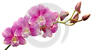 Pink Dendrobium Orchid