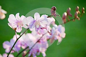 Pink dendrobium orchid