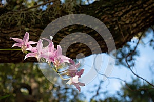 Pink dendrobium orchid branch in front of soft focus oak tree branch