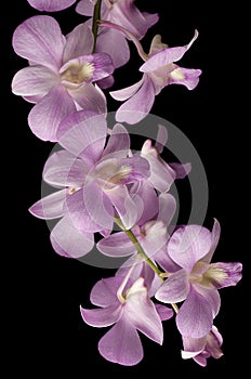 Pink Dendrobium orchid isolated on black
