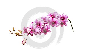 Pink dendrobium orchids freh petal isolated on white background  with clipping path