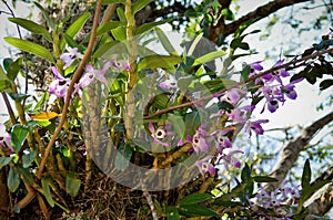 Pink Dendrubium Nobile Orchid on Tree