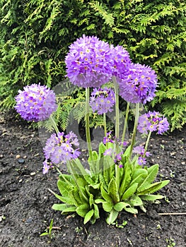 Pink Denticulata in garden.