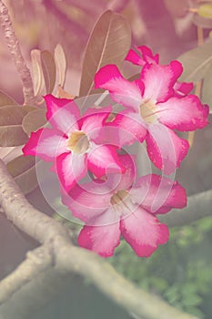 Pink Desert Rose flower, Adenium obesum