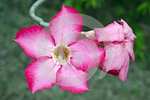 Pink Desert rose flower (Other names are desert rose, Mock Azalea, Pinkbignonia, Impala lily, Adenium obesum, Chuanchom)