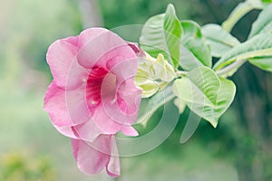 Pink Desert rose flower (Other names are desert rose, Mock Azalea, Pinkbignonia, Impala lily, Adenium obesum, Chuanchom)