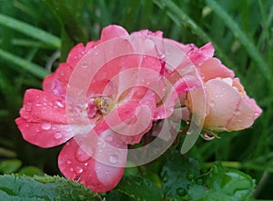 Pink Dew Drop 1