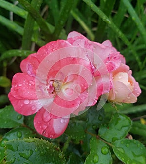 Pink Dew Drop 3