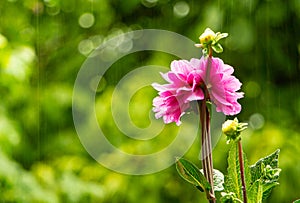 Pink Dhalia flower closeup