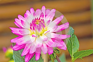 Pink Dhalia flower in the summer garden