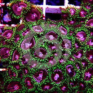Pink Diamond Zoanthid`s polyps colonies are amazing colorful living decoration for every coral reef aquarium tank