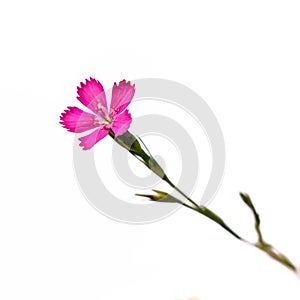 Pink dianthus campestris flower close-up isolated on a white background