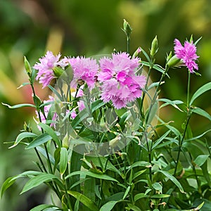 Pink Dianthus caryophyllus.