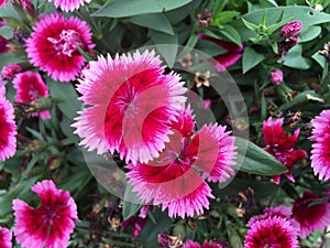 Pink Dianthus chinensis flower China pink, Rainbow pink