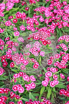 Pink Dianthus chinensis flower.