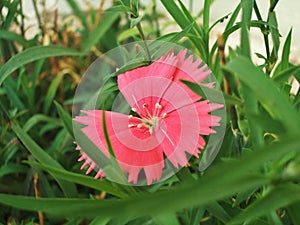 pink Dianthus Deltoides