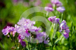 Pink Dianthus flower in the garden1