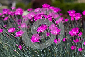 Pink Dianthus