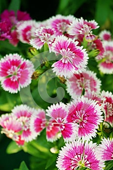 Pink Dianthus flowers