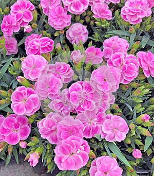 Pink Dianthus flowers blooming in a field