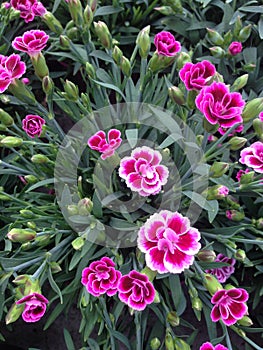 Pink Dianthus flowers in field