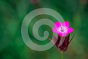 Pink, dianthus superbus, nadeshiko. Flower, longicalycinus