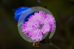 A pink Dianthus sylvaticus with blue bell in nature