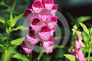 Pink Digitalis or foxgloves plant flowers in garden