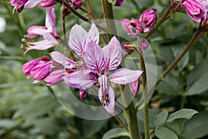 Pink Diptam Dictamnus albus in the garden photo