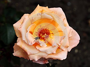 Pink dog rose