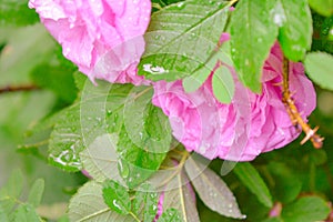 Pink Dogrose, Briar eglantine flower. Wild Rose hips closeup photo